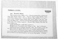 Puccinia stipae image